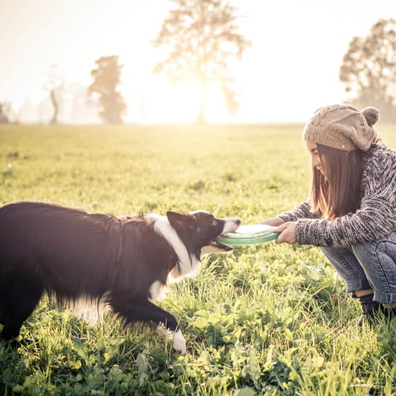 A young woman in a cozy sweater and beanie plays tug-of-war with her energetic Border Collie over a frisbee in a sunlit field.