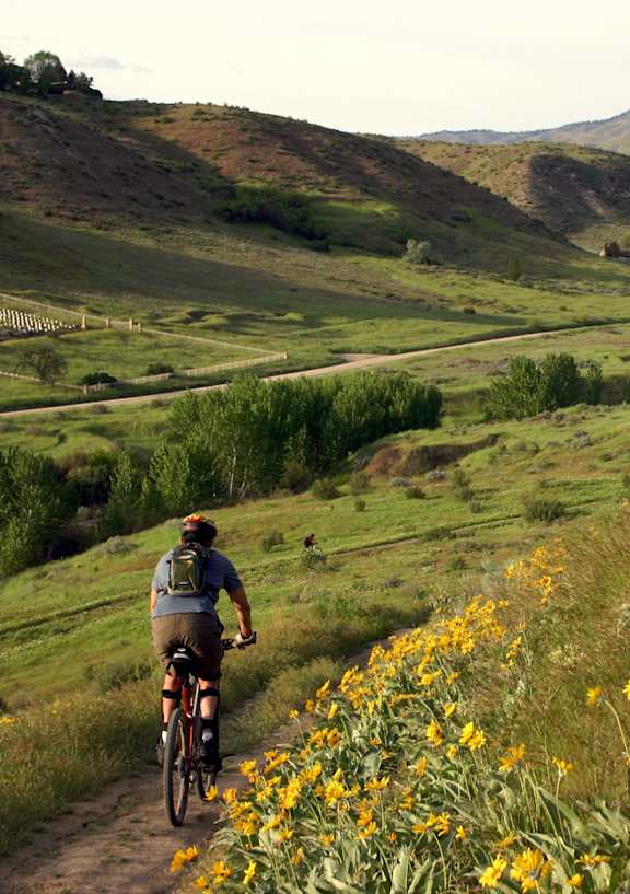 A person riding a bicycle on a trail through a field of yellow flowers.