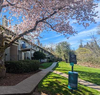 A tree with pink blossoms stands in front of a building.