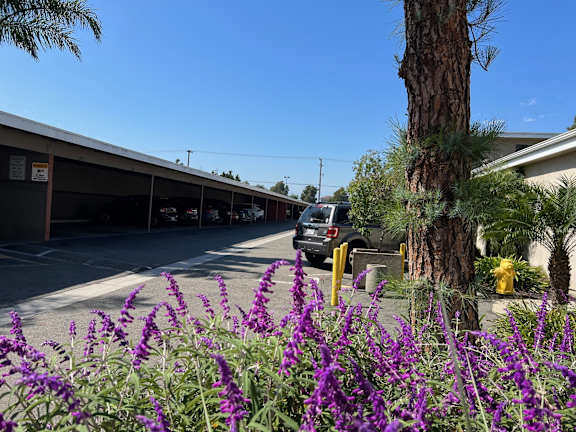 a parking lot with purple flowers and a tree