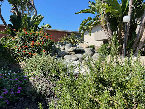 a garden with plants and rocks in front of a house