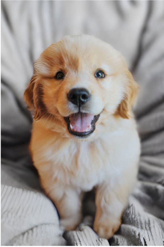 a small brown and white dog sitting on a bed