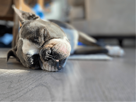 A dog is sleeping on a grey surface.