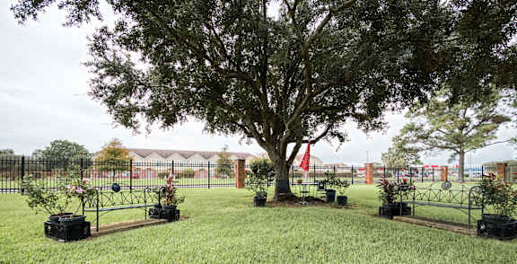 A tree in a pot sits in the middle of a grassy area.