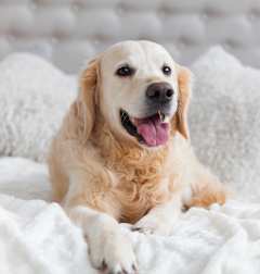 A happy golden retriever dog is lying on a white blanket.