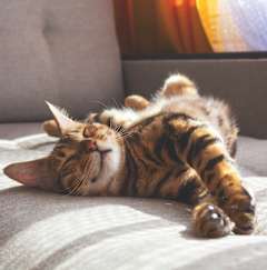 A small kitten with a striped coat is lying on its back on a light-colored couch.