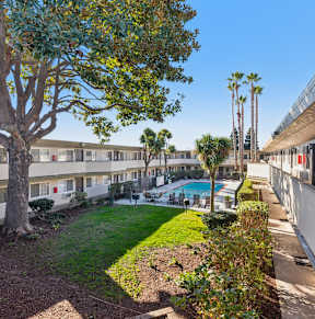 A tree in a courtyard surrounded by buildings.