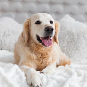 a golden retriever dog laying on a blanket on a bed