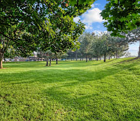 A lush green park with trees and grass.
