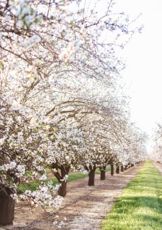 a row of blossoming almond trees on a dirt road