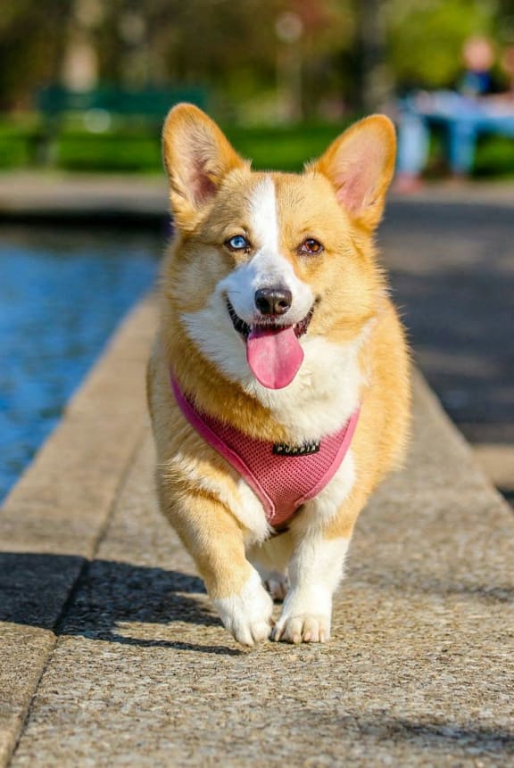 a dog running next to a pool