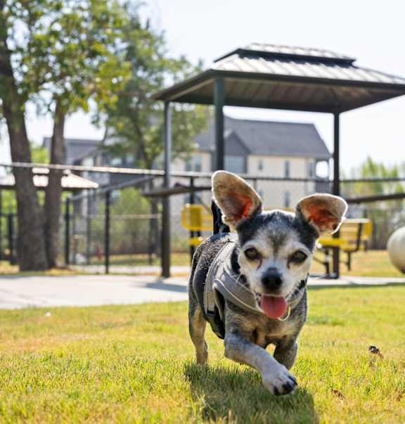 A dog is running with a blue ball in its mouth.