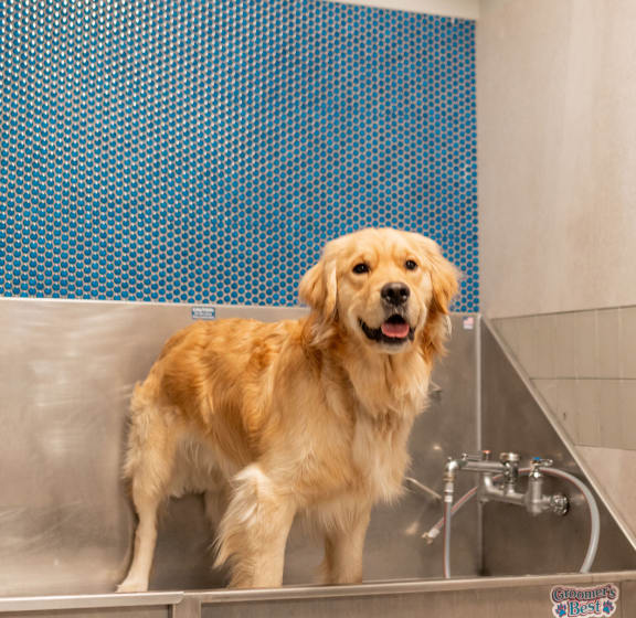 Pet Spa at One East Harlem Luxury Apartments in East Harlem NY