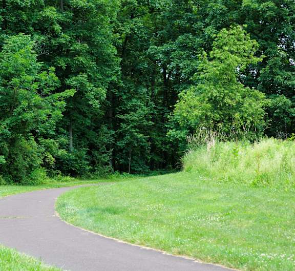 A curvy road in the middle of a lush green forest.