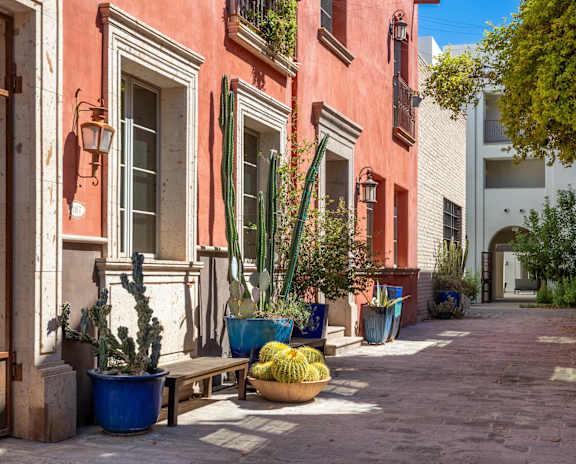 A cactus garden in a courtyard surrounded by buildings.