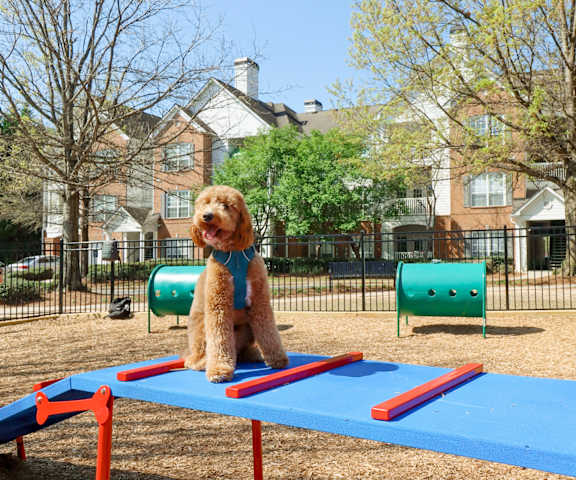 Dog Park at The Crest at Sugarloaf, Lawrenceville