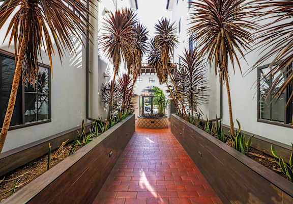 a courtyard with palm trees and a brick walkway