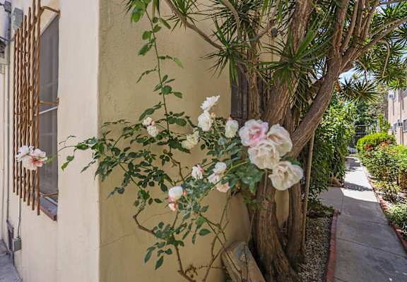 A tree with white and pink flowers growing on a wall.