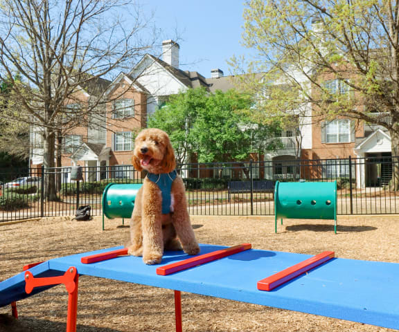 a dog sitting on top of a blue trampoline