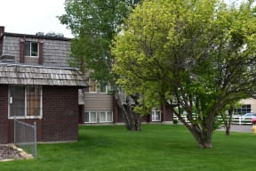 Mature trees and lawn
