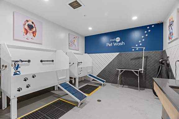 A pet wash station with a blue wall and a white dog picture on the wall.