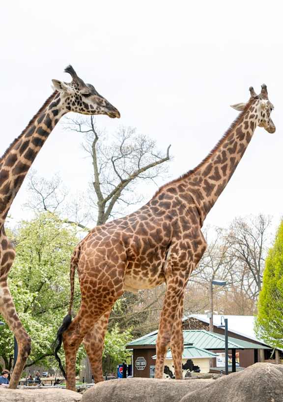 Two giraffes are standing in a zoo enclosure.