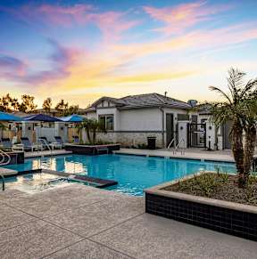 A pool surrounded by a tiled patio and a palm tree.