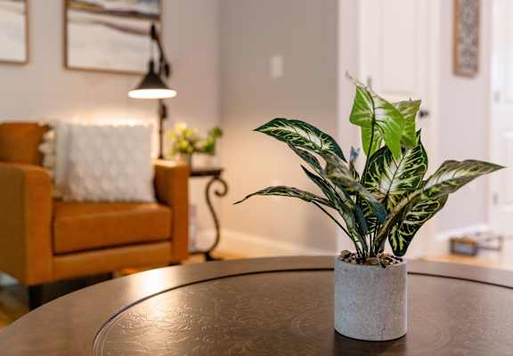 A potted plant with green and white leaves sits on a table.
