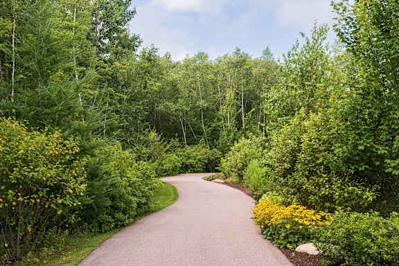a winding road through a forest with trees and flowers