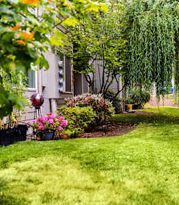 A garden with a lawn and a weeping willow tree.