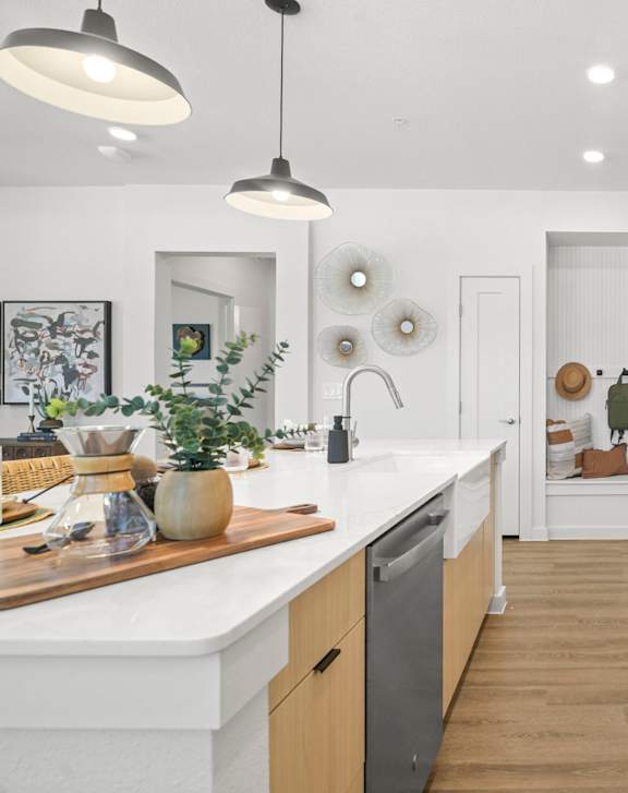 A modern kitchen with a stove top oven and a plant on the counter.