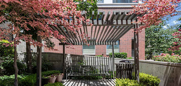 A pathway with a metal gate and a canopy of flowering trees.