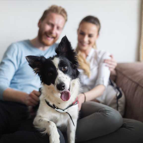 A man and woman are sitting on a couch with a black and white dog in front of them at The Villas at Sand Lake Resort, Sturgeon Lake, 55783