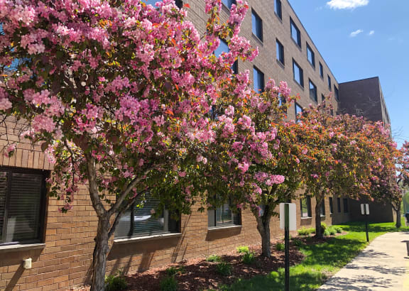 a tree with pink flowers in front of a brick building