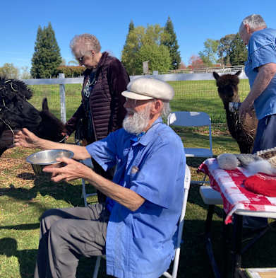 A man in a blue shirt is feeding a black and brown cow with a bowl.
