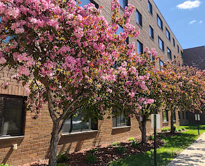 a tree with pink flowers in front of a brick building