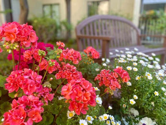 A bunch of pink flowers in the foreground with a bench in the background.