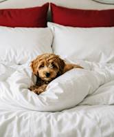 A small brown dog is comfortably nestled in a white pillow on a bed.