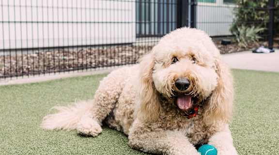 A dog with a blue ball in its mouth.