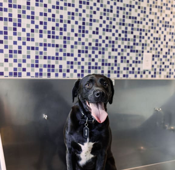 Pet Spa at Aurora Luxury Apartments in Downtown Tampa FL