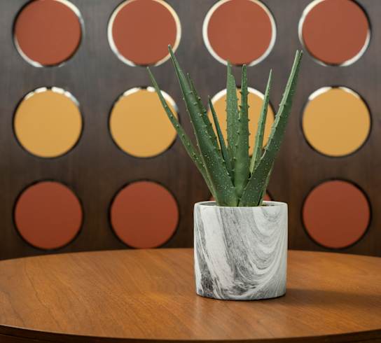 an aloe vera plant in a white vase on a wooden table in front of