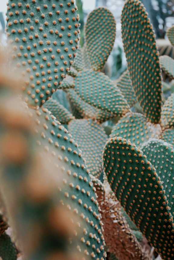 a prickly pear cactus in front of a blurry background
