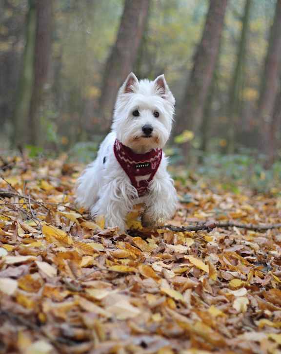 Small white dog wearing a red bandana standing in a forest with fallen yellow leaves.