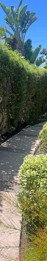 a pathway with bushes on both sides and a blue sky in the background