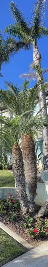 a couple of palm trees sitting next to each other