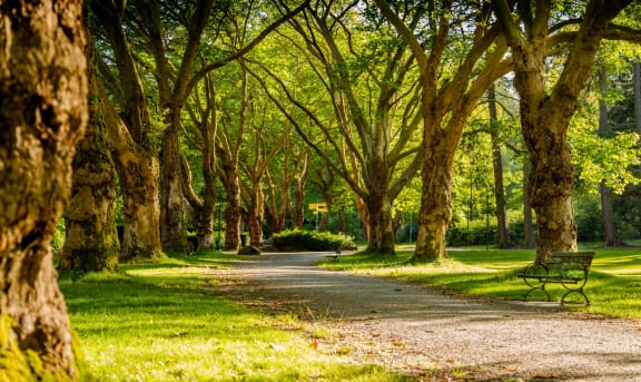 a path through a park with trees