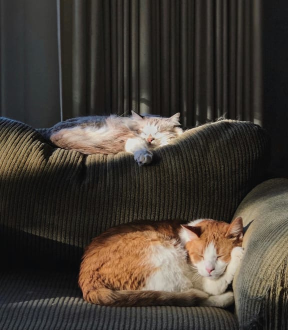 two cats sleeping on top of a couch