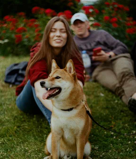 A woman and a man are sitting on the grass with a Shiba Inu dog in front of them.