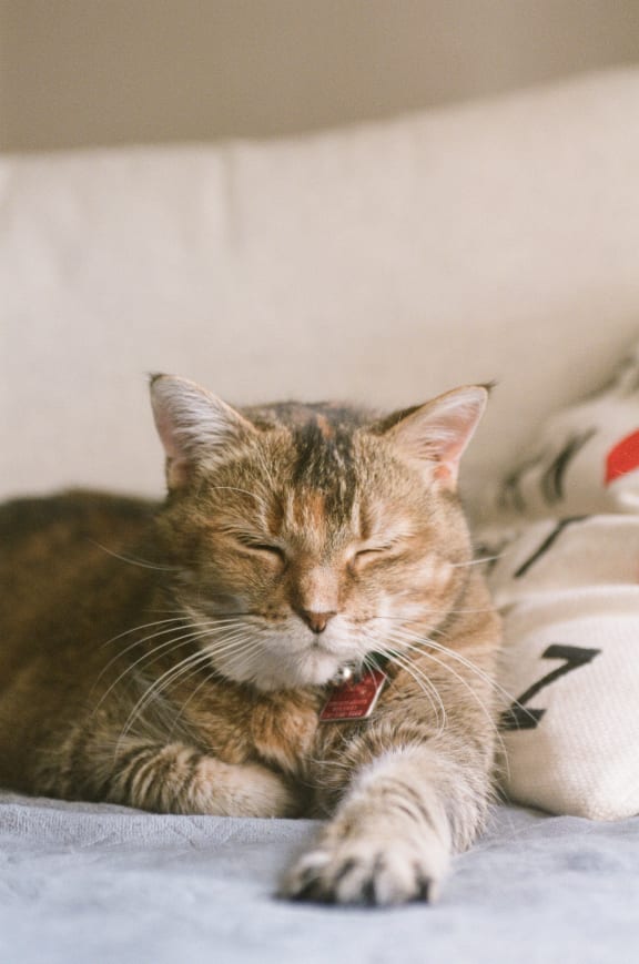 Cat at Encina Meadows Apartments, Goleta, 93117