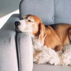 dog sleeping on a grey couch while sitting on a blanket